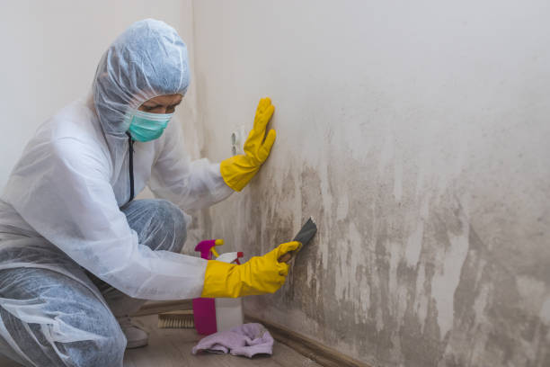 Attic Mold Removal in Cameron, WI