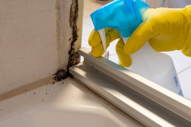 Best Local Mold Removal Service  in Cameron, WI