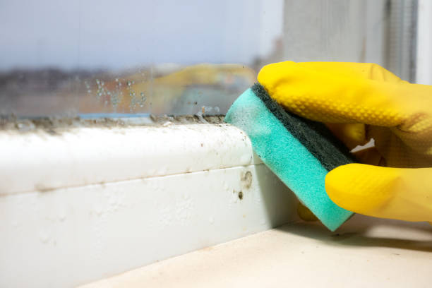 Best Mold Removal and Inspection  in Cameron, WI