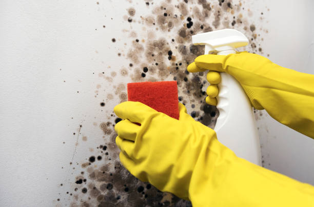 Best Home Mold Removal  in Cameron, WI