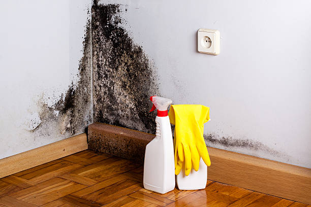 Best Attic Mold Removal  in Cameron, WI