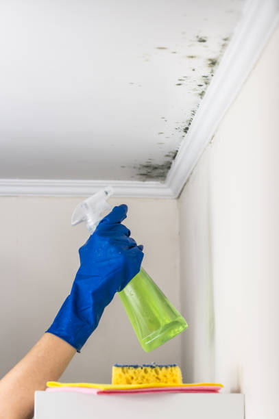 Best Affordable Mold Removal  in Cameron, WI