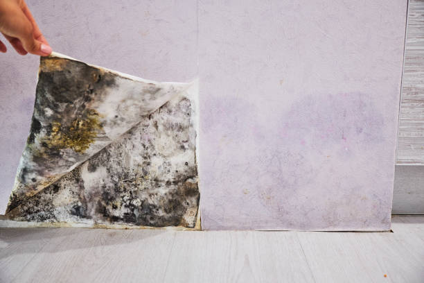 Best Mold Removal Company Near Me  in Cameron, WI